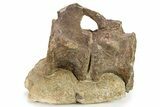 Sauropod (Camarasaurus) Caudal Vertebra Pair In Sandstone #280318-4